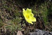26 Pulsatilla alpina sulfurea